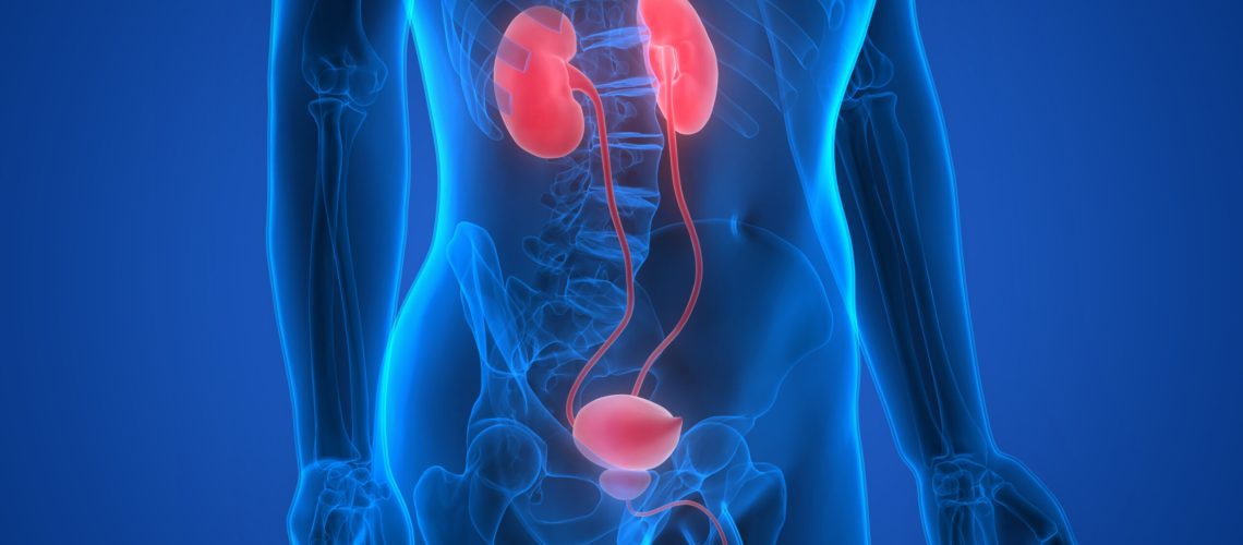 3D Illustration of Human Body Organs (Kidneys)